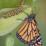Monarch life stages